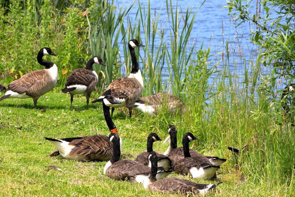 Lake Pochard Holiday Lodges South Cerney Δωμάτιο φωτογραφία